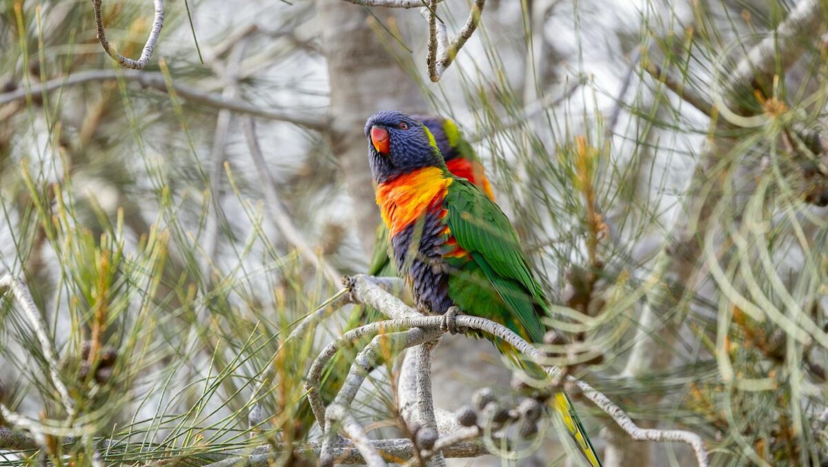 rainbow lorikeet among coastal pines at culburra beach