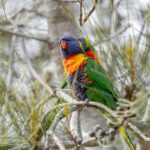 rainbow lorikeet among coastal pines at culburra beach