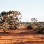 exotic trees growing in national park on sunny day