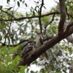 laughing kookaburras perched on eucalyptus tree