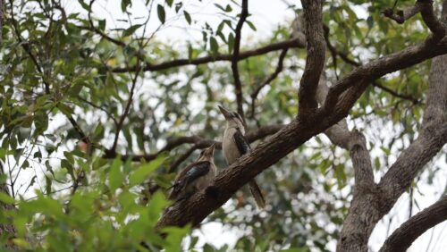 laughing kookaburras perched on eucalyptus tree