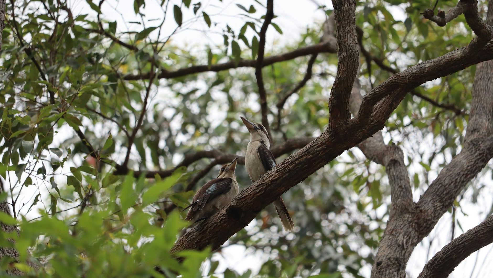 laughing kookaburras perched on eucalyptus tree