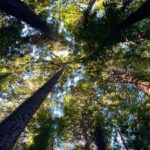 View of Australian forest