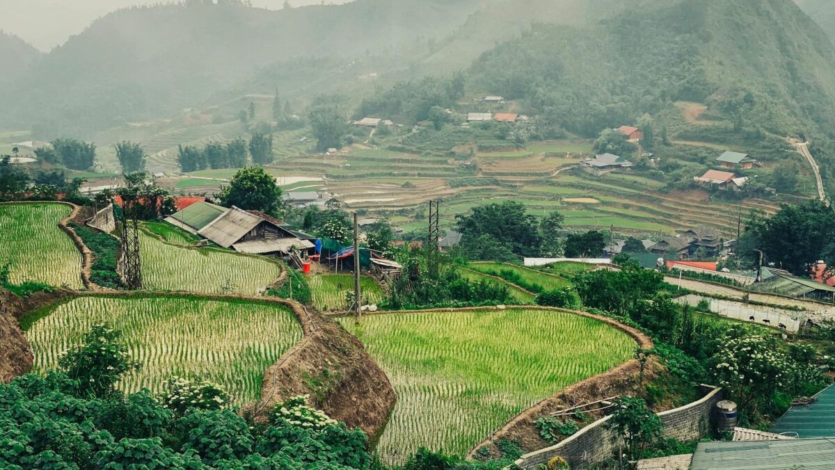 stunning terraced rice fields in misty mountains