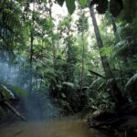 australian rainforest