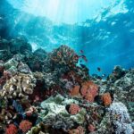 image of coral and marine life underwater in the great barrier reef