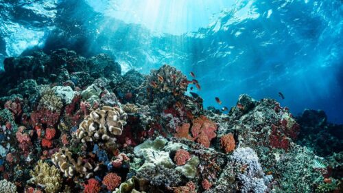 image of coral and marine life underwater in the great barrier reef