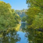 green trees beside river under blue sky