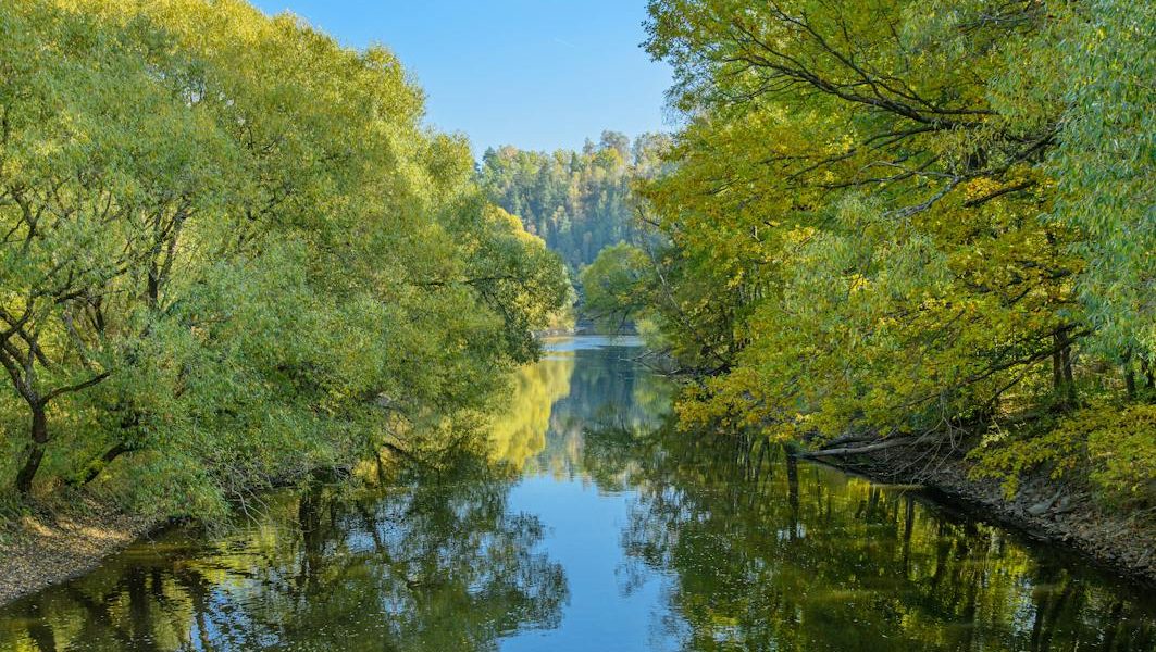 green trees beside river under blue sky