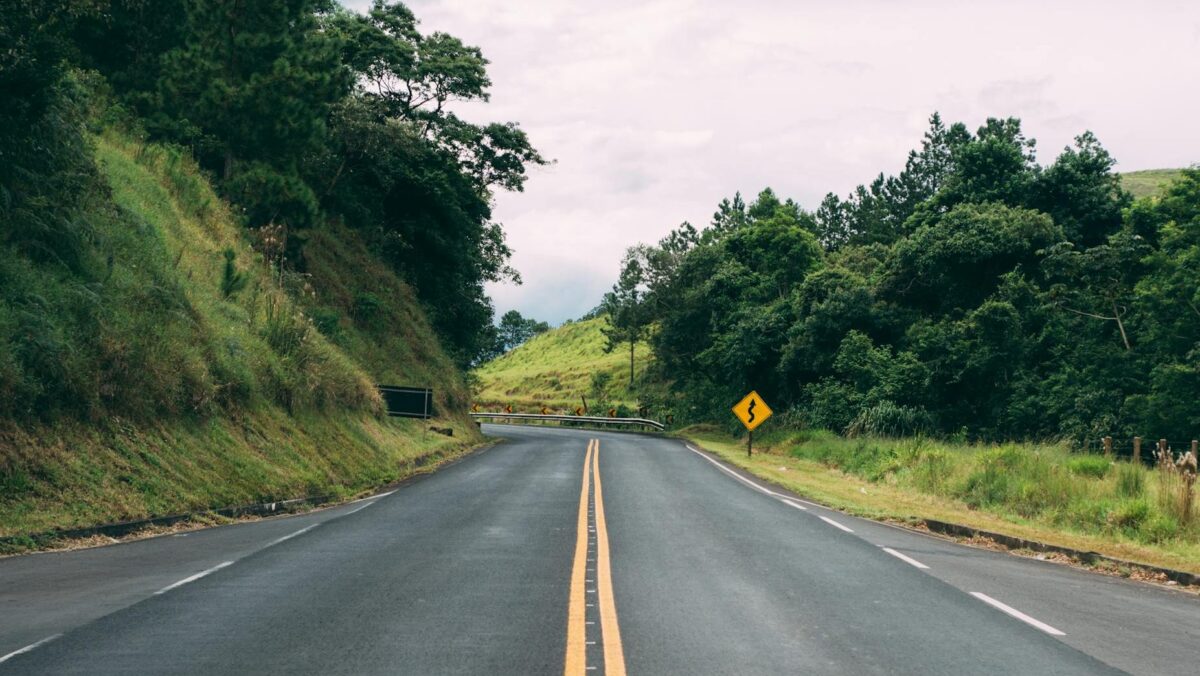 asphalt road surrounded by trees